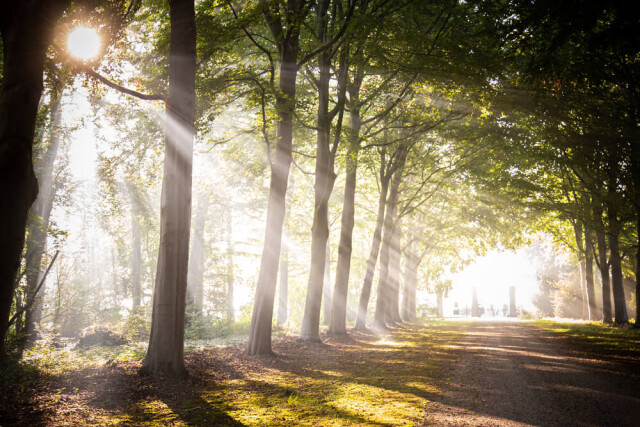 Linschoten natuur